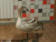 Челнинская семья спасла лебедя от смерти