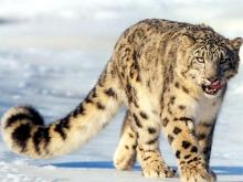 В Татарстане будут разводить снежных барсов. Сейчас их уничтожают браконьеры