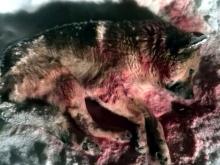 Волонтерам приюта 'Верность' не удалось спасти расстрелянную в новогоднюю ночь собаку