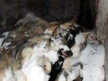 Житель РТ просит Рустама Минниханова и власти Казани остановить убийства собак в республике