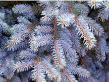 Трактористы раздавили голубые ели во дворе дома 14/05 «Б». Им придется посадить новые деревья