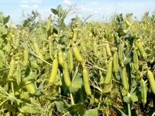 В Татарстане создан сорт гороха, получивший по кулинарной оценке 4,67 балла из 5