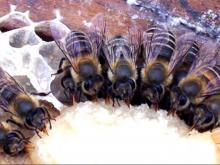 Пчелы в Татарстане хорошо перенесли зиму. Замерзли в ульях только немногие семьи