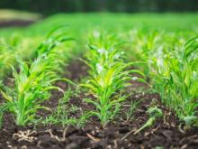 Специалисты КФУ помогут агрохолдингу из Татарстана освоить технологии точного земледелия