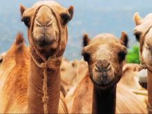 В Спасском районе Татарстана фермер выращивает верблюдов. У него их пока только 24. Но будет больше
