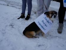 На пикет в защиту прав животных пришла бездомная собака. Ее забрали с собой волонтеры