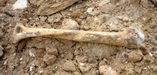 На Элеваторной горе обнаружены человеческие кости
