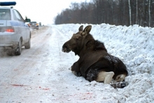 Вынуждены убить