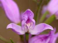 Заповедник орхидей
