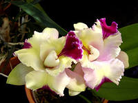 14 марта открывается выставка орхидей и фиалок.