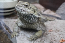 В Набережных Челнах появился «трогательный» зоопарк.