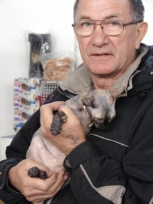 В Набережных Челнах проходит международная выставка кошек