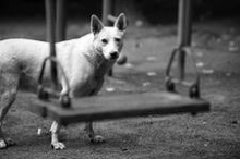 Правительство ограничивает количество кошек в квартире