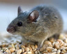 В Набережных Челнах зарегистрировано шесть случаев заражения мышиной лихорадкой