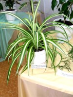 Хлорофитум 