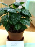 Полкило коф