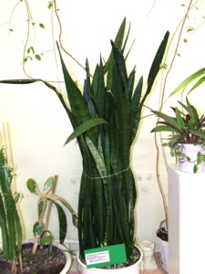 Сансевьера