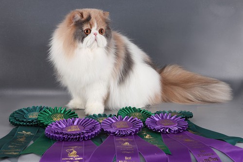 Эта кошка - настоящее сокровище. сокровище.