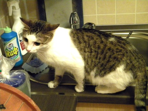 Маня умеет ловить мышей. Маня