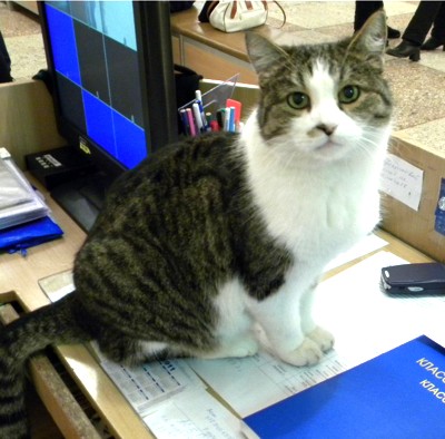 Сема на рабочем месте. Сема