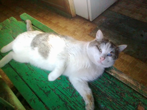 Вася на больничном. Вася