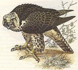 Сокол-балобан