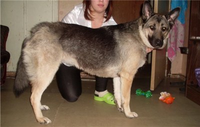 &laquo;Лапа  работает &laquo;охранником&raquo;. 