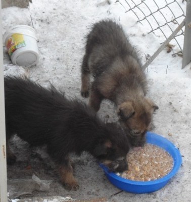 Они ждут своих хозяев. 