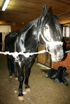 А вот жеребца, на котором совершает конные прогулки Василь Шайхразиев, зовут &laquo;Майбах&raquo;. Это 6-летний конь карачаевской породы, вороной жеребец с шикарной гривой, он содержится  в чистокровном отделении школы.