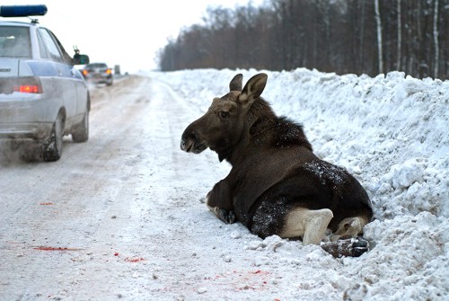 Фото Д.Жукова.