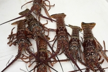 Кубинский фоторепортаж президента РТ Рустама Минниханова