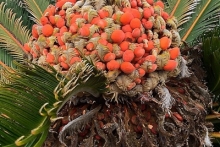 Кубинский фоторепортаж президента РТ Рустама Минниханова