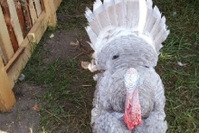 Фоторепортаж Рустама Минниханова: федеральный Сабантуй в Красноярске