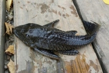 Челнинские рыбаки поймали аквариумного сомика