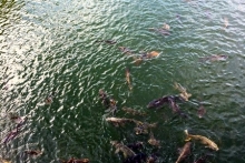 Визит Рустама Минниханова в Японию: культурная программа