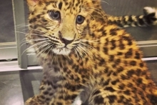 Футболист казанского 'Рубина' Благой Георгиев завел дома леопарда