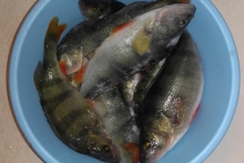 Ради чего челнинские рыбаки рискуют своей жизнью на неокрепшем льду реки Кама?