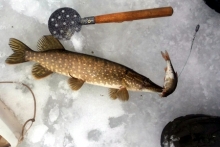 Ради чего челнинские рыбаки рискуют своей жизнью на неокрепшем льду реки Кама?