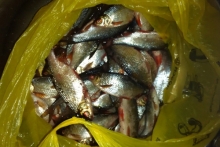 Ради чего челнинские рыбаки рискуют своей жизнью на неокрепшем льду реки Кама?