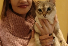 В Набережных Челнах проходит выставка кошек