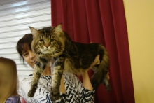 В Набережных Челнах проходит выставка кошек