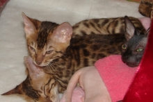 В Набережных Челнах проходит выставка кошек