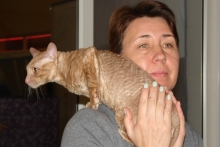 В Набережных Челнах проходит выставка кошек