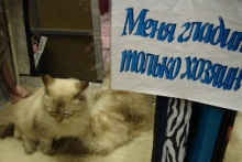 В Набережных Челнах проходит выставка кошек