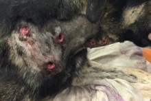 Выжившую после расстрела дворнягу хотят забрать в Германию