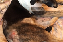 Выжившую после расстрела дворнягу хотят забрать в Германию