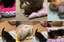 Токийский фоторепортаж Рустама Минниханова