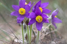 Андрей Веретенников приглашает на фотоохоту за подснежниками