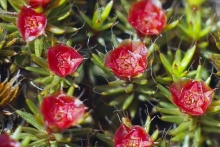 Андрей Веретенников приглашает на фотоохоту за подснежниками