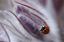 Андрей Веретенников приглашает на фотоохоту за подснежниками